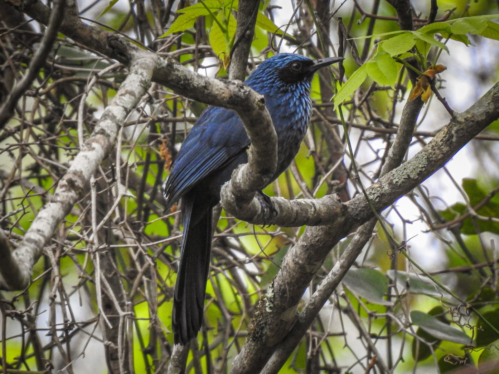 image Blue Mockingbird
